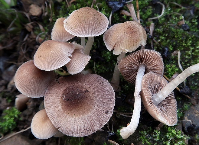 Une photo d'un Psathyrella pygmaea